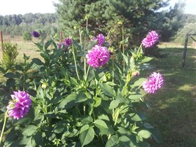 Георгины в деревне