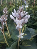 Хоста цветёт...