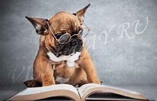 Начитанный товарищ