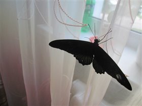 Ручная бабочка
