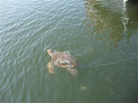 черепахи карета-карета