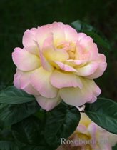 Чайно-гибридная роза Gloria Dei (Глория Дей)