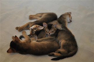 Спящее царство котов
