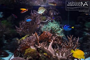 Выставка 'Коралловый сад' на Чистых прудах