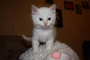 белый котик пушистый