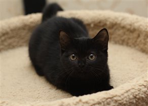 Хеппи ждет свою семью