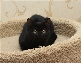 Хеппи превращается в удивительную британскую леди 