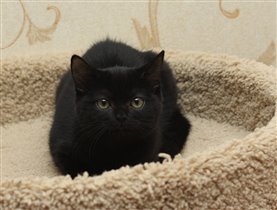 Продана Илье г. Москва