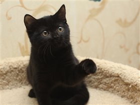 Игривый ребенок