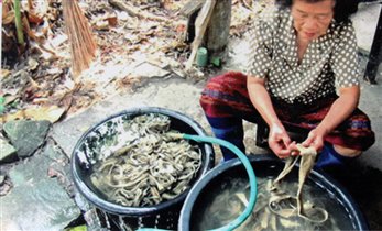  Подготовка коры тутового дерева.