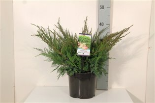 Juniperus pf. 'Mint Julep' С5 30-40. перезимовавши