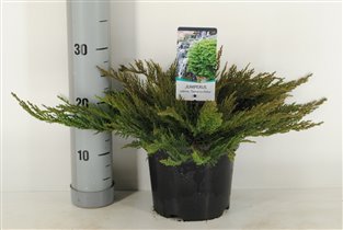 Juniperus sabina 'Tamariscifolia'P19 25-30 CM.