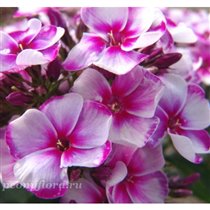 флокс неон флэр блу 95р +10%