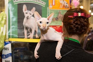 Международная выставка кошек «Кэтсбург-2015»