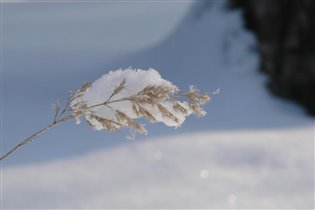 Ветка в снегу