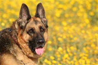 рекс на прогулке март 2015  (7.5 лет)