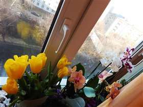 весна на окне