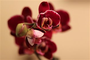 красавица Орхидея