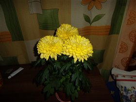 Желтая комнатная хризантема