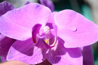 Домашняя Орхидея
