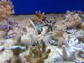 Морской аквариум на Чистых прудах