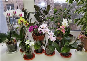 Орхидеи 2014