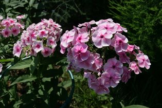 Русская красавица и Румяный (на заднем плане)