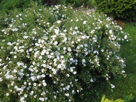 лапчатка белая