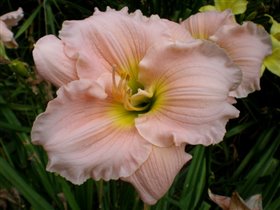 лилейник Barbara Mitchell