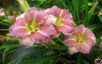 лилейник Романтик Роуз