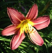 лилейник Арриба