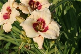 лилейник Пандора Бокс 