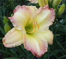 лилейник Бьютифул Эджингс