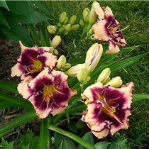 лилейник Сабина Бауэр