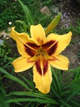 лилейник Бонанза