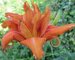 лилейник Фульва Квансо