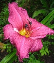 лилейник Саммер Вайн