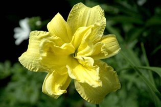 лилейник дабл ривер вай