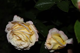 Чайно-гибридная роза Gloria Dei 