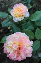 Розы Tantau. Aquarell чайно-гибридная роза 