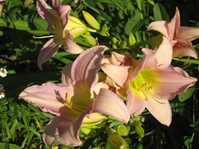 лилейник катерина вудбери