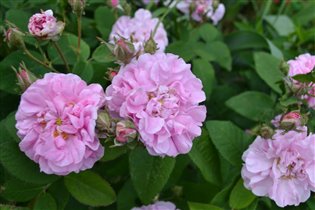 роза-шиповник  с шокирующе очаровательным запахом 