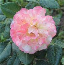 Розы Tantau. Aquarell чайно-гибридная роза