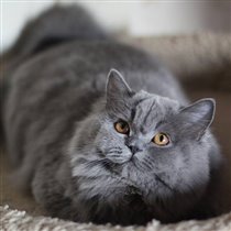 Моя любимая, самая, самая...