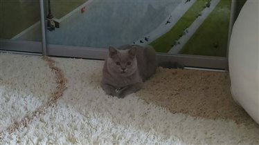 Gucci 5 месяцев.