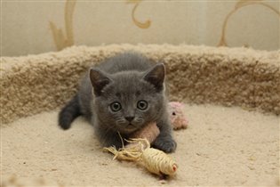 Ханни уже подросла