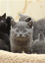 Хью Гранд. Зарезервирован Иваном г. Москва.