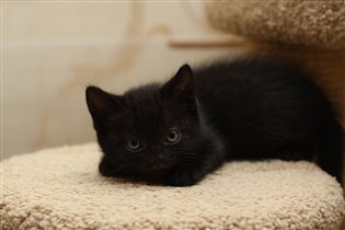 Хелли Берри