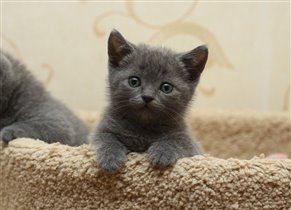 Хьюго Босс. Зарезервирован Екатериной г. Москва