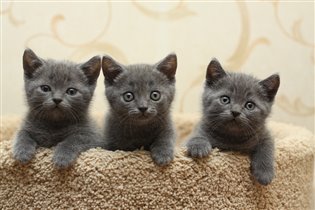 Слева направо: Хьюго Босс, Ханна, Хью Гранд